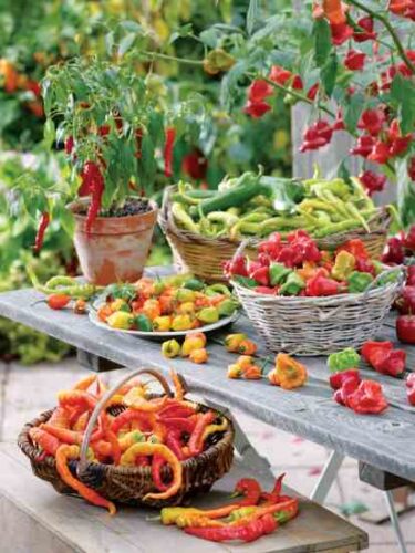 How to Grow Peppers, Sweet and Hot
